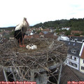 13_30-nest.jpg