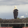 13_35-mast.jpg