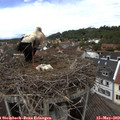13_35-nest.jpg