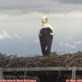 13_40-mast.jpg