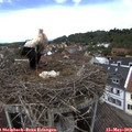 13_40-nest.jpg