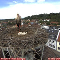 13_45-nest.jpg