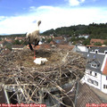 13_50-nest.jpg