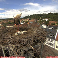 13_55-nest.jpg