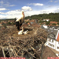 14_00-nest.jpg