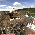 14_05-nest.jpg