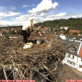 14_10-nest.jpg