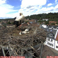 14_20-nest.jpg