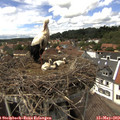 14_25-nest.jpg