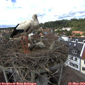 14_30-nest.jpg