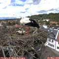 14_35-nest.jpg