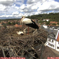 14_40-nest.jpg