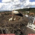 14_45-nest.jpg