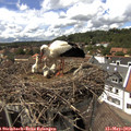 14_50-nest.jpg