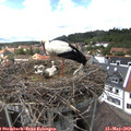 14_55-nest.jpg