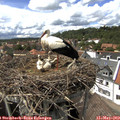 15_00-nest.jpg