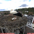15_10-nest.jpg