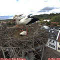 15_15-nest.jpg