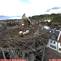 15_20-nest.jpg