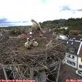 15_25-nest.jpg