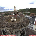 15_30-nest.jpg