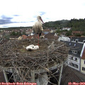 15_35-nest.jpg