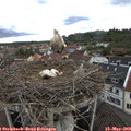 15_40-nest.jpg