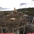 15_45-nest.jpg
