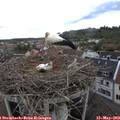 15_50-nest.jpg