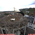 15_55-nest.jpg