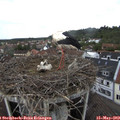 16_00-nest.jpg