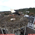 16_05-nest.jpg