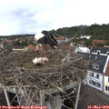 16_10-nest.jpg