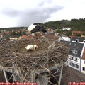 16_15-nest.jpg