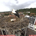 16_20-nest.jpg