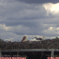 16_25-mast.jpg