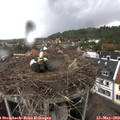 16_25-nest.jpg