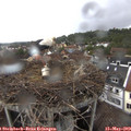 16_30-nest.jpg