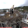 16_35-nest.jpg