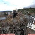 16_40-nest.jpg