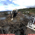 16_45-nest.jpg