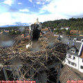 16_50-nest.jpg