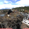 16_55-nest.jpg