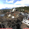 17_00-nest.jpg