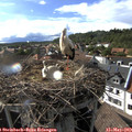 17_05-nest.jpg