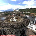 17_10-nest.jpg