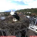 17_15-nest.jpg