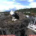17_20-nest.jpg