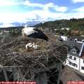 17_25-nest.jpg