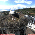 17_30-nest.jpg